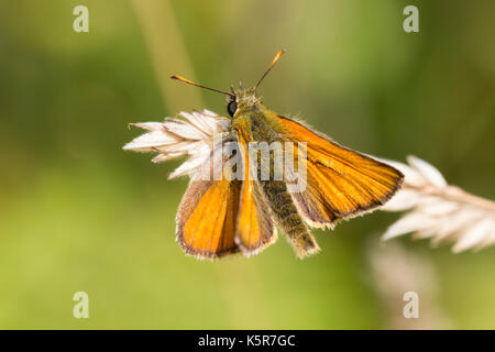 Petit mâle papillon, Thymelicus sylvestris hespérie, au repos sur l'herbe dans une prairie d'été Banque D'Images