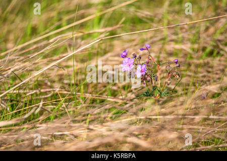 Fleur pourpre de geranium pratense dans domaine Banque D'Images