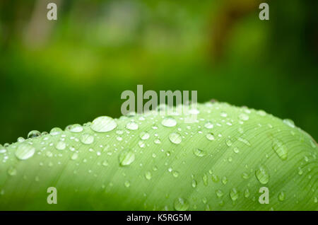 Shining gouttelettes d'eau sur une feuille verte avec résumé fond vert Banque D'Images