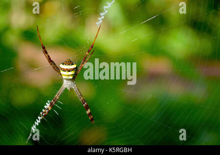 Belle sur spider web avec un fond vert Banque D'Images