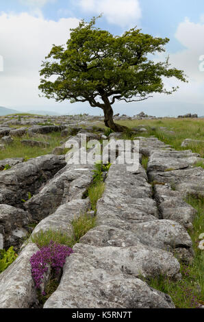 Arbre isolé et lapiez à winskill réserve naturelle de pierres, près de régler, Yorkshire Dales, North Yorkshire, uk Banque D'Images