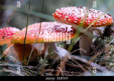 Fly rouge ou de champignons agaric toadstool dans l'herbe. nom latin est Amanita muscaria champignon toxique. Banque D'Images