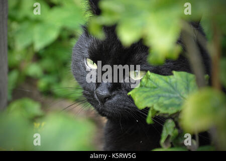 Chat noir dans l'herbe Banque D'Images