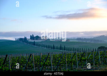 Tuscanian typique paysage avec une ferme située sur une colline, les vignes, Cypress Avenue et le brouillard du matin au lever du soleil dans le chianti Banque D'Images