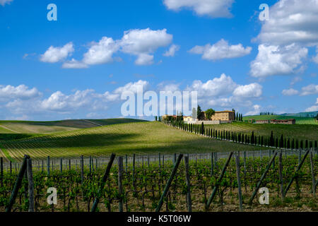 Tuscanian typique paysage avec une ferme située sur une colline, les vignes et l'avenue de cyprès dans le chianti Banque D'Images