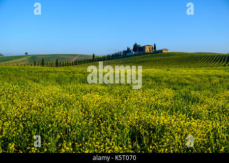 Tuscanian typique paysage avec une ferme située sur une colline, les champs de colza et de l'avenue de cyprès dans le chianti Banque D'Images