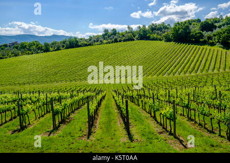 Paysage avec tuscanian typique des fermes, des vertes collines, arbres et vignes dans le chianti Banque D'Images