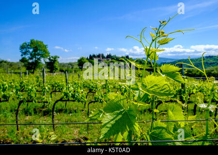 Paysage avec tuscanian typique des fermes, des vertes collines, arbres et vignes dans le chianti Banque D'Images