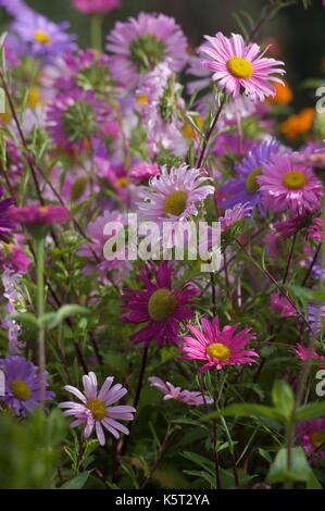 Cosmos fleurit à la fin de l'été Banque D'Images