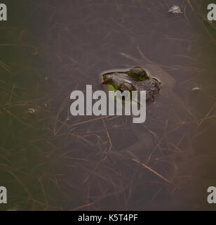 Un bull frog partiellement immergé dans un étang avec seulement sa tête montrant