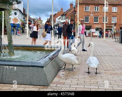 Un groupe de jeunes s'approcher de cygnes dans bancroft jardins, Stratford upon Avon, warks, Angleterre, Royaume-Uni. Banque D'Images