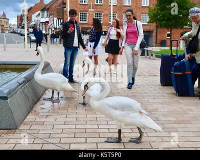 Un groupe de jeunes s'approcher de cygnes dans bancroft jardins, Stratford upon Avon, warks, Angleterre, Royaume-Uni. Banque D'Images