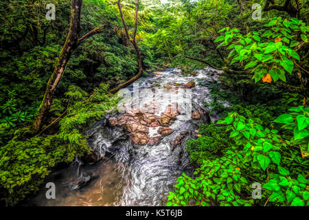 Rain forest creek petite rivière illustration paysage Banque D'Images