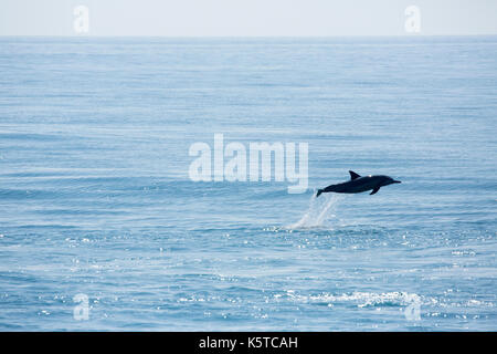 Le dauphin gris ou le dauphin hawaïen (Stenella longirostris) sautant dans l'océan Pacifique en faisant un splash Banque D'Images