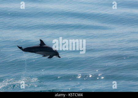 Le dauphin gris ou le dauphin hawaïen (Stenella longirostris) sautant dans l'océan Pacifique, avec effet flou Banque D'Images