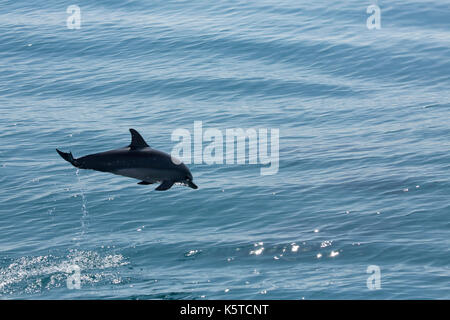 Le dauphin gris ou le dauphin hawaïen (Stenella longirostris) sautant dans l'océan Pacifique en faisant un splash Banque D'Images