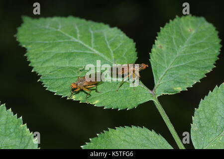 Scathophaga stercoraria (jaune Dung-fly) Banque D'Images