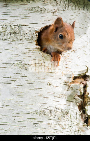 Les jeunes Eurasian écureuil roux (Sciurus vulgaris), donne d'un pic's den, de l'Ems, Basse-Saxe, Allemagne Banque D'Images