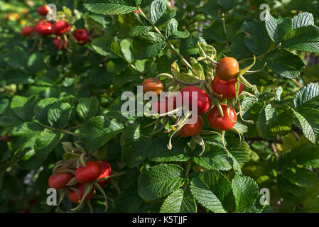 L'églantier des rugosa rose (Rosa rugosa), wildform, Basse-Saxe, Allemagne Banque D'Images