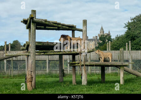 Les lions sur un journal d'escalade à Blair drummond safari de la faune et parc aventure près de Stirling en Ecosse Banque D'Images