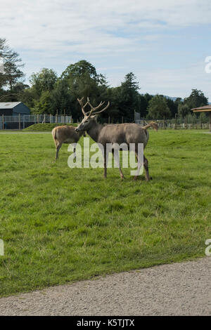 Les antilopes et les cerfs dans la zone à Blair Drummond Safari de la faune et Parc Aventure près de Stirling en Ecosse Banque D'Images