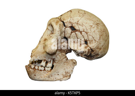 Crâne Homo erectus Dmanisi Banque D'Images