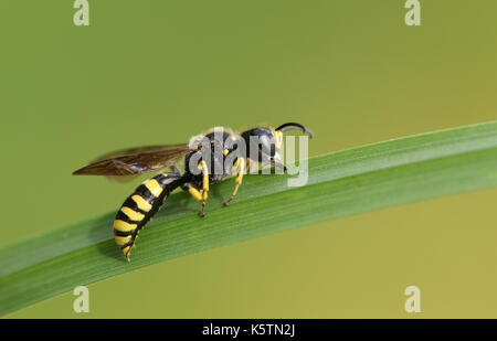 Une guêpe de Digger de champ (Mellinus arvensis) qui fait rôde l'herbe. Banque D'Images