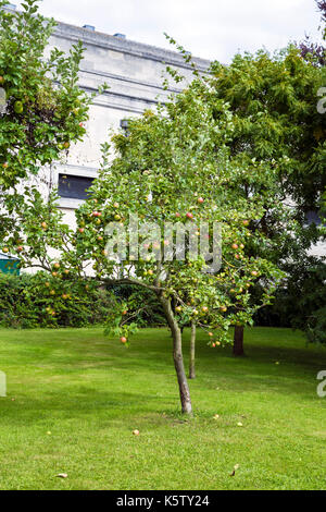 Apple Tree et portant des pommes mûres (Cambridge, UK). Banque D'Images