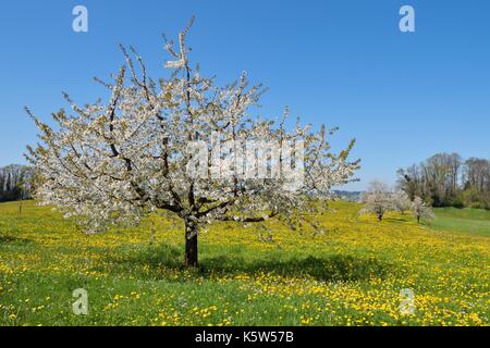 La floraison du cerisier (Prunus avium) dans meadowa pissenlit (Taraxacum), Einsiedeln, dans le canton de Lucerne, Suisse Banque D'Images