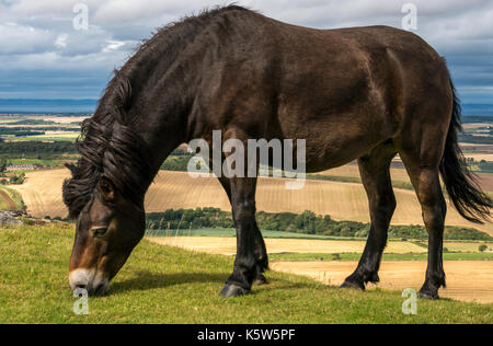 Poney semi-feral Exmoor, Tratrain Law, East Lothian, Écosse, Royaume-Uni, Pâturage pour restaurer l'herbe, Firth of Forth en arrière-plan Banque D'Images