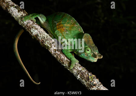 Parsons chameleon calumma parsonii cristifer (), homme, forêt tropicale, parc national, Madagascar Banque D'Images