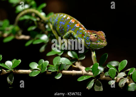 Caméléon à courte durée de vie du monde (espèce Furcifer labordi), homme, les forêts sèches de l'ouest de Madagascar, kirindy, madagascar Banque D'Images