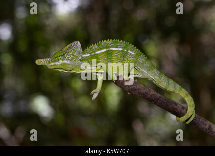 Caméléon à courte durée de vie du monde (espèce Furcifer labordi), homme, les forêts sèches de l'ouest de Madagascar, kirindy, madagascar Banque D'Images