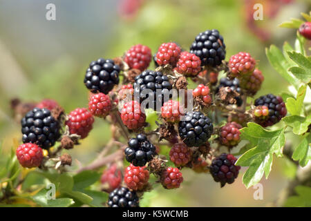 Quelques mûres et mûres-mûres de l'onu sur un terminal blackberry bush dans la haie en saison d'automne à la campagne prêt pour la récolte d'automne cueillette Banque D'Images