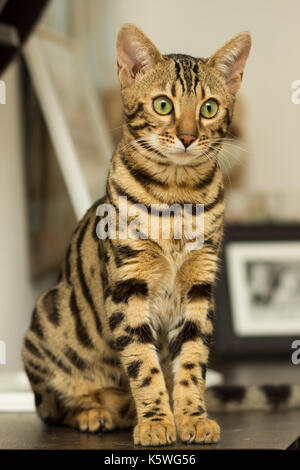 Race de chat bengal à l'âge de 5 mois, assis sur la table de chevet Banque D'Images