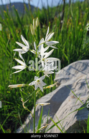 Il s'agit d'Anthericum liliago, le St Bernard's lily, de la famille des Asparagacées, originaire du sud de l'Europe Banque D'Images