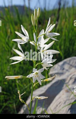 Il s'agit d'Anthericum liliago, le St Bernard's lily, de la famille des Asparagacées, originaire du sud de l'Europe Banque D'Images