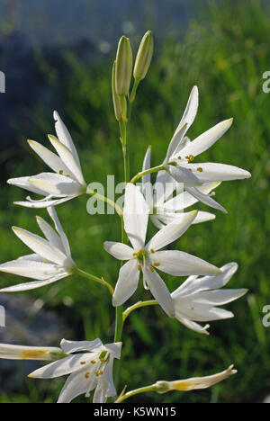 Il s'agit d'Anthericum liliago, le St Bernard's lily, de la famille des Asparagacées, originaire du sud de l'Europe Banque D'Images