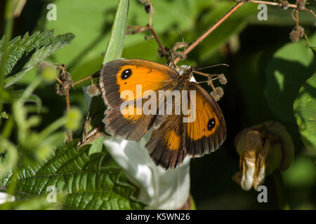 Gatekeeper femelle Banque D'Images