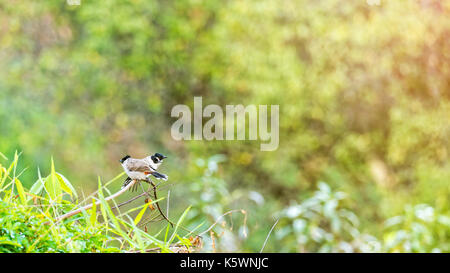 Nom d'oiseaux ou de suie pycnonotus aurigaster bulbul à tête et sa famille sont en attente de la lumière du matin sur les branches avec des feuilles vertes et sunli bokeh Banque D'Images