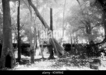 Cour arrière de phimenakis (Angkor Wat) envahies par des figuiers, au Cambodge. Le 30 octobre 1996. L'image est issue du b/w film infrarouge. Banque D'Images