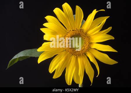 Politique du tournesol (helianthus annuus) inflorescence. début de sa floraison de plante de la famille des astéracées (marguerite), sur un fond sombre Banque D'Images