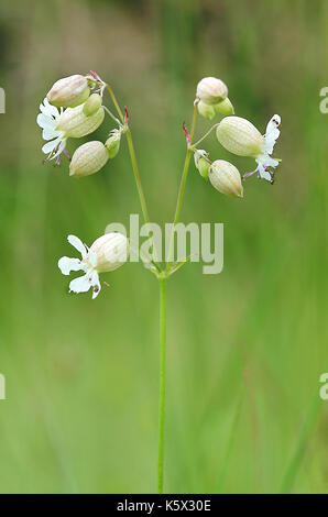 La silène fleur (Silene vulgaris) Banque D'Images