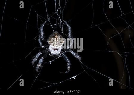 Spider, parc national Parc Mantadia- Andasibe, Madagascar Banque D'Images