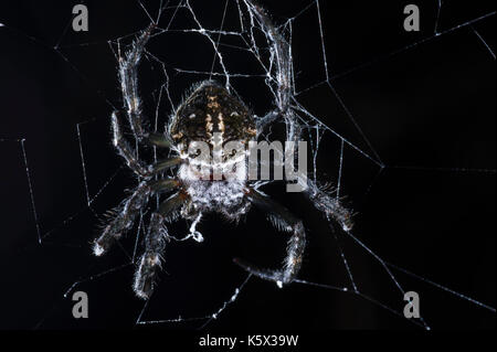 Spider, parc national Parc Mantadia- Andasibe, Madagascar Banque D'Images