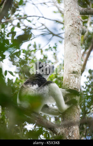 L'Indri Indri Indri, Parc National, Parc Mantadia- Andasibe, Madagascar Banque D'Images