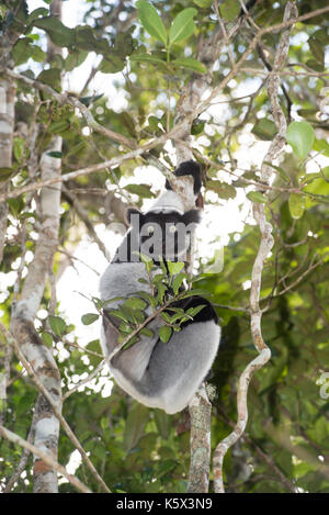L'Indri Indri Indri, Parc National, Parc Mantadia- Andasibe, Madagascar Banque D'Images