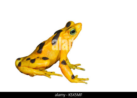 Golden frog panaméenne (Atelopus zeteki) isolated on white Banque D'Images