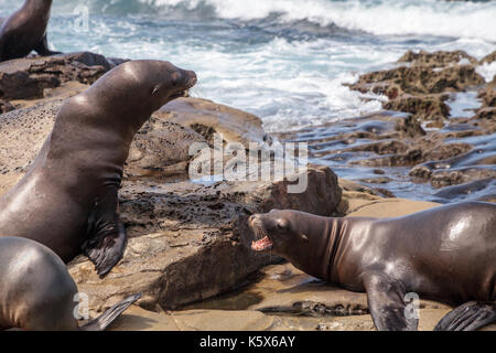 Arguant de Californie Zalophus californianus crier sur les rochers de la Jolla Cove, dans le sud de la californie Banque D'Images