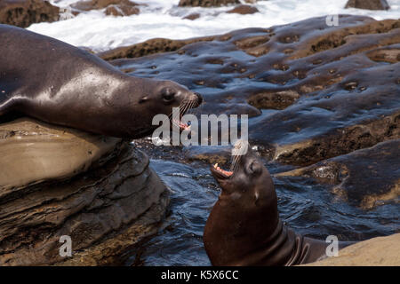 Arguant de Californie Zalophus californianus crier sur les rochers de la Jolla Cove, dans le sud de la californie Banque D'Images